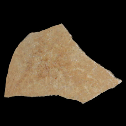 2.7" Elephant Bird Aepyornis Maximus Egg Shell Specimen Late Pleistocene Madagascar - Fossil Age Minerals