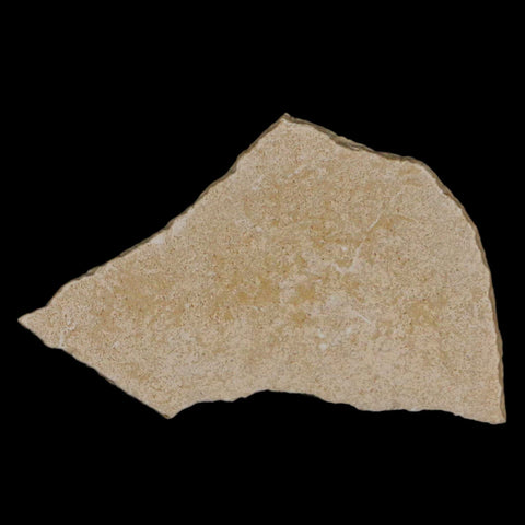 2.7" Elephant Bird Aepyornis Maximus Egg Shell Specimen Late Pleistocene Madagascar - Fossil Age Minerals