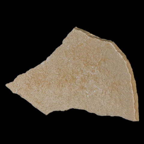 2.7" Elephant Bird Aepyornis Maximus Egg Shell Specimen Late Pleistocene Madagascar - Fossil Age Minerals