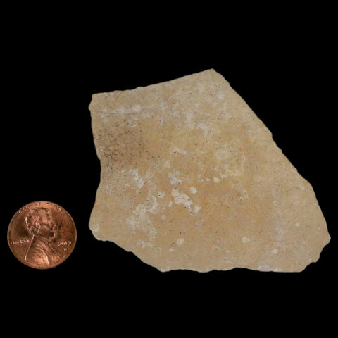 2.9" Elephant Bird Aepyornis Maximus Egg Shell Specimen Late Pleistocene Madagascar - Fossil Age Minerals