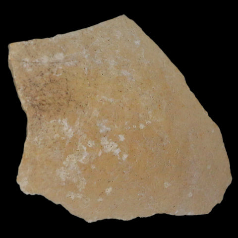 2.9" Elephant Bird Aepyornis Maximus Egg Shell Specimen Late Pleistocene Madagascar - Fossil Age Minerals