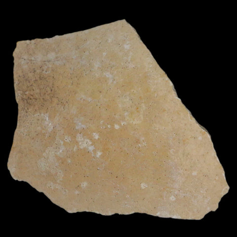 2.9" Elephant Bird Aepyornis Maximus Egg Shell Specimen Late Pleistocene Madagascar - Fossil Age Minerals