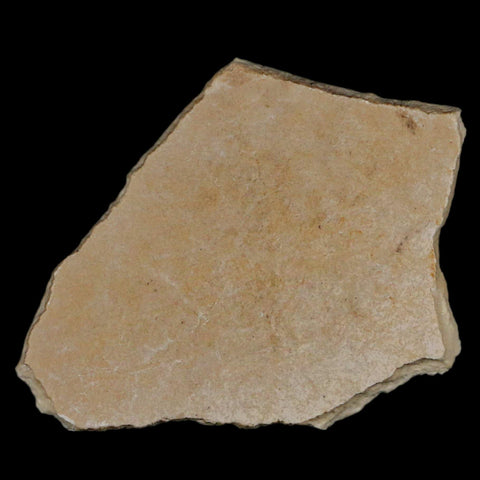 2.9" Elephant Bird Aepyornis Maximus Egg Shell Specimen Late Pleistocene Madagascar - Fossil Age Minerals