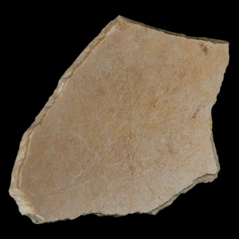 2.9" Elephant Bird Aepyornis Maximus Egg Shell Specimen Late Pleistocene Madagascar - Fossil Age Minerals