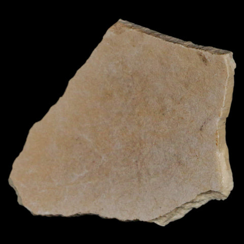 2.9" Elephant Bird Aepyornis Maximus Egg Shell Specimen Late Pleistocene Madagascar - Fossil Age Minerals