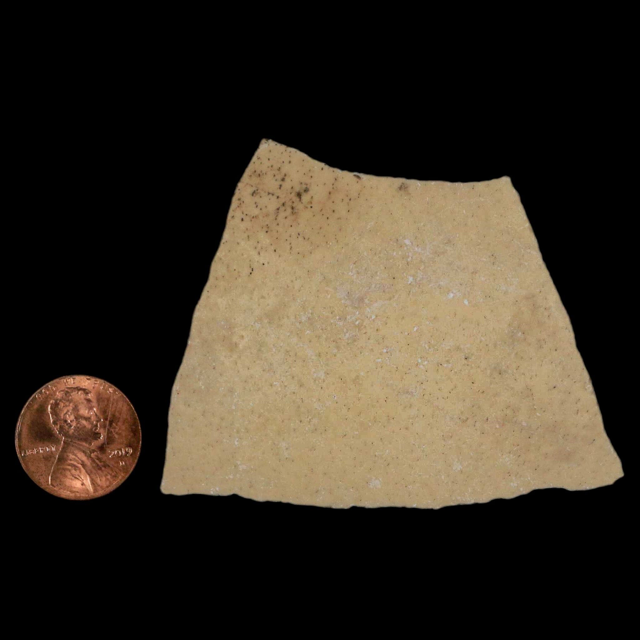 2.6" Elephant Bird Aepyornis Maximus Egg Shell Specimen Late Pleistocene Madagascar - Fossil Age Minerals