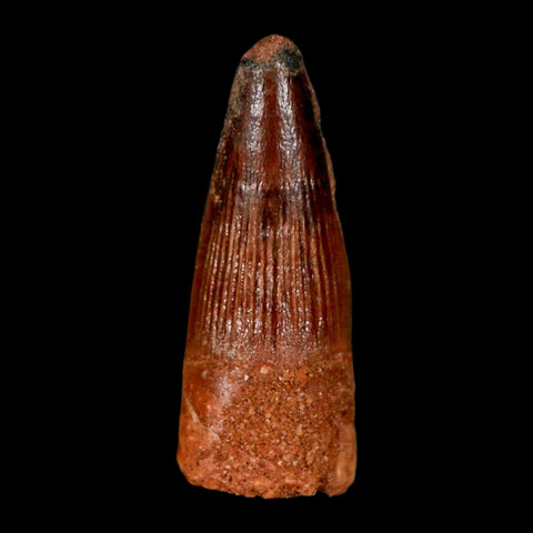 1.5" Spinosaurus Fossil Tooth 100 Million Years Old Cretaceous Dinosaur COA Stand