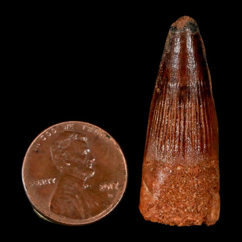 1.5" Spinosaurus Fossil Tooth 100 Million Years Old Cretaceous Dinosaur COA Stand