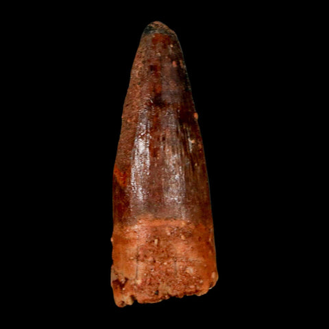 1.5" Spinosaurus Fossil Tooth 100 Million Years Old Cretaceous Dinosaur COA Stand