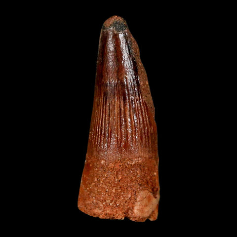 1.5" Spinosaurus Fossil Tooth 100 Million Years Old Cretaceous Dinosaur COA Stand