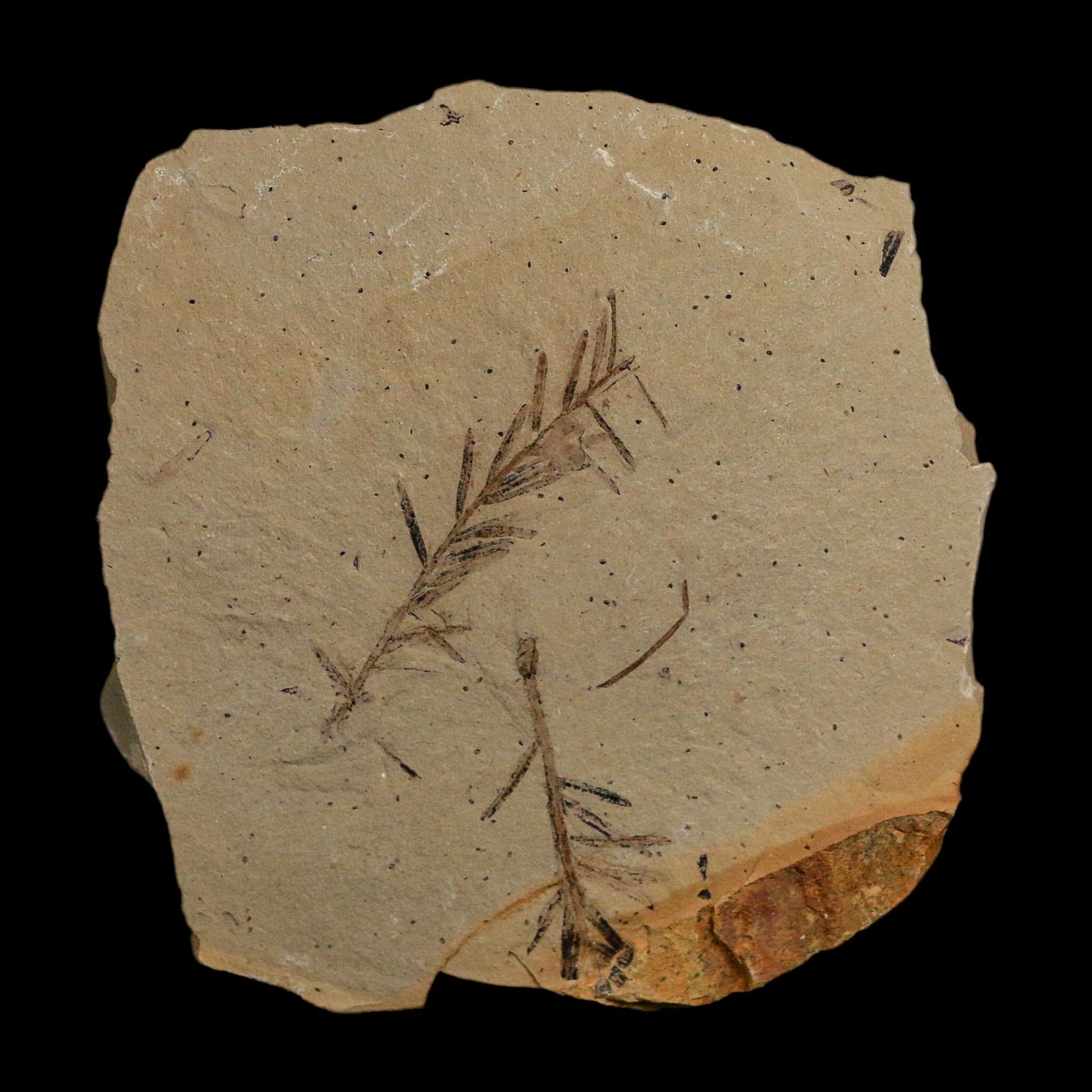 2.1" Detailed Fossil Plant Leafs Metasequoia Dawn Redwood Oligocene Age MT COA - Fossil Age Minerals