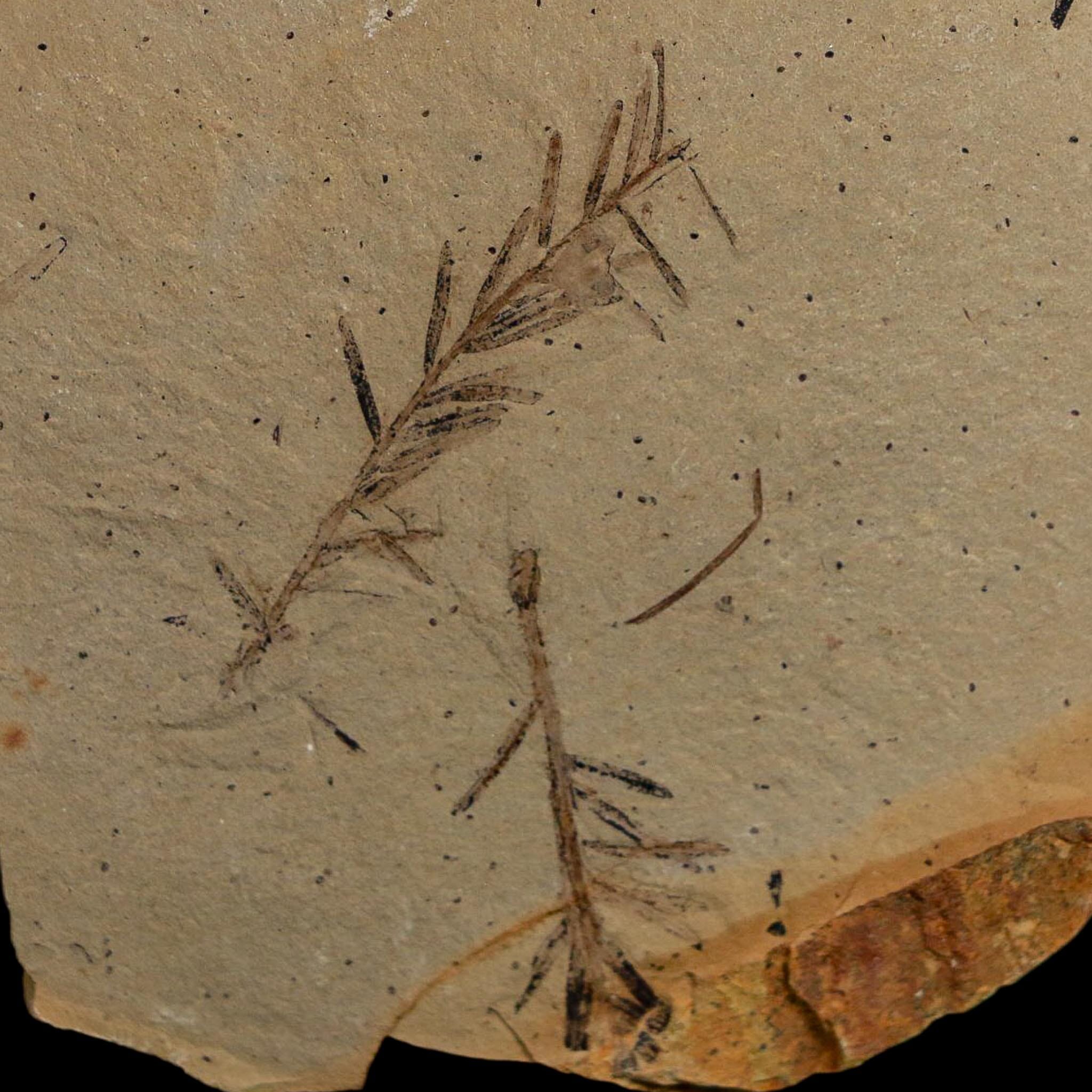 2.1" Detailed Fossil Plant Leafs Metasequoia Dawn Redwood Oligocene Age MT COA - Fossil Age Minerals
