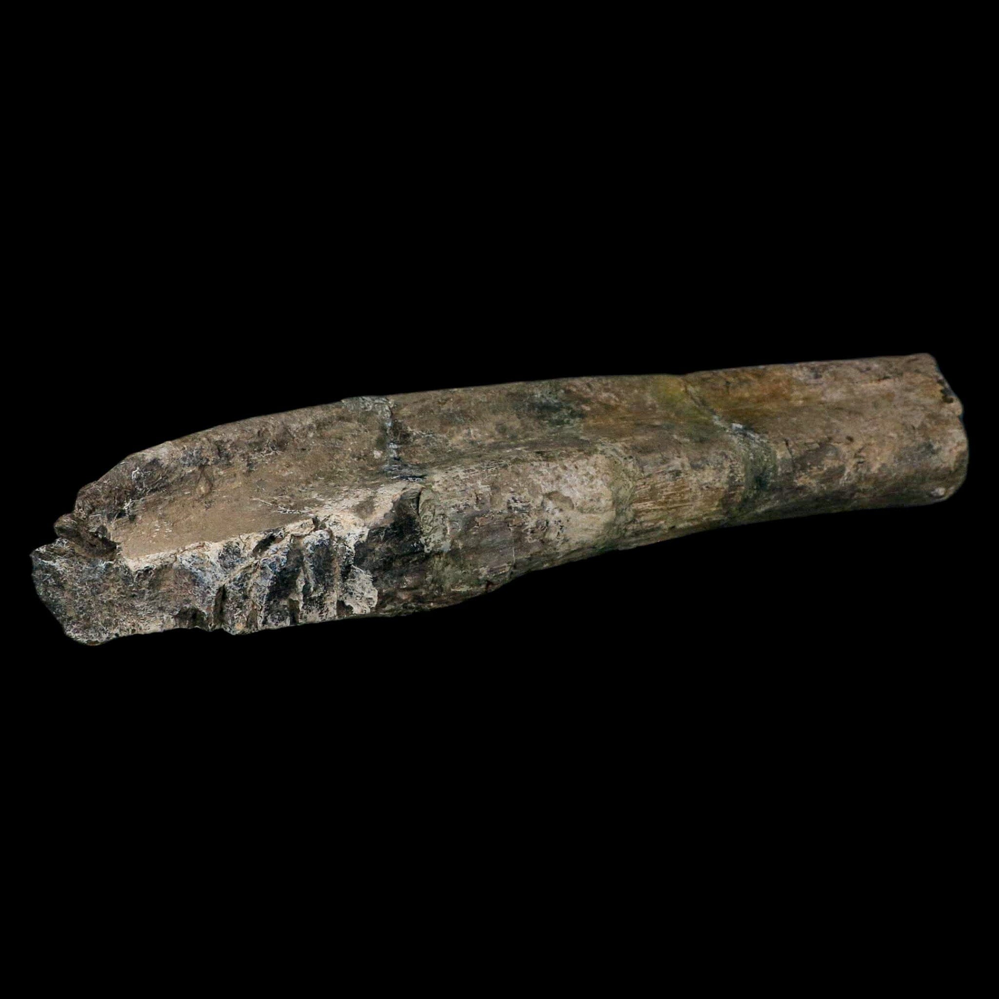 11.4" Camarasaurus Dinosaur Fossil Rib Bone Morrison FM CO Jurassic Age COA Stand - Fossil Age Minerals