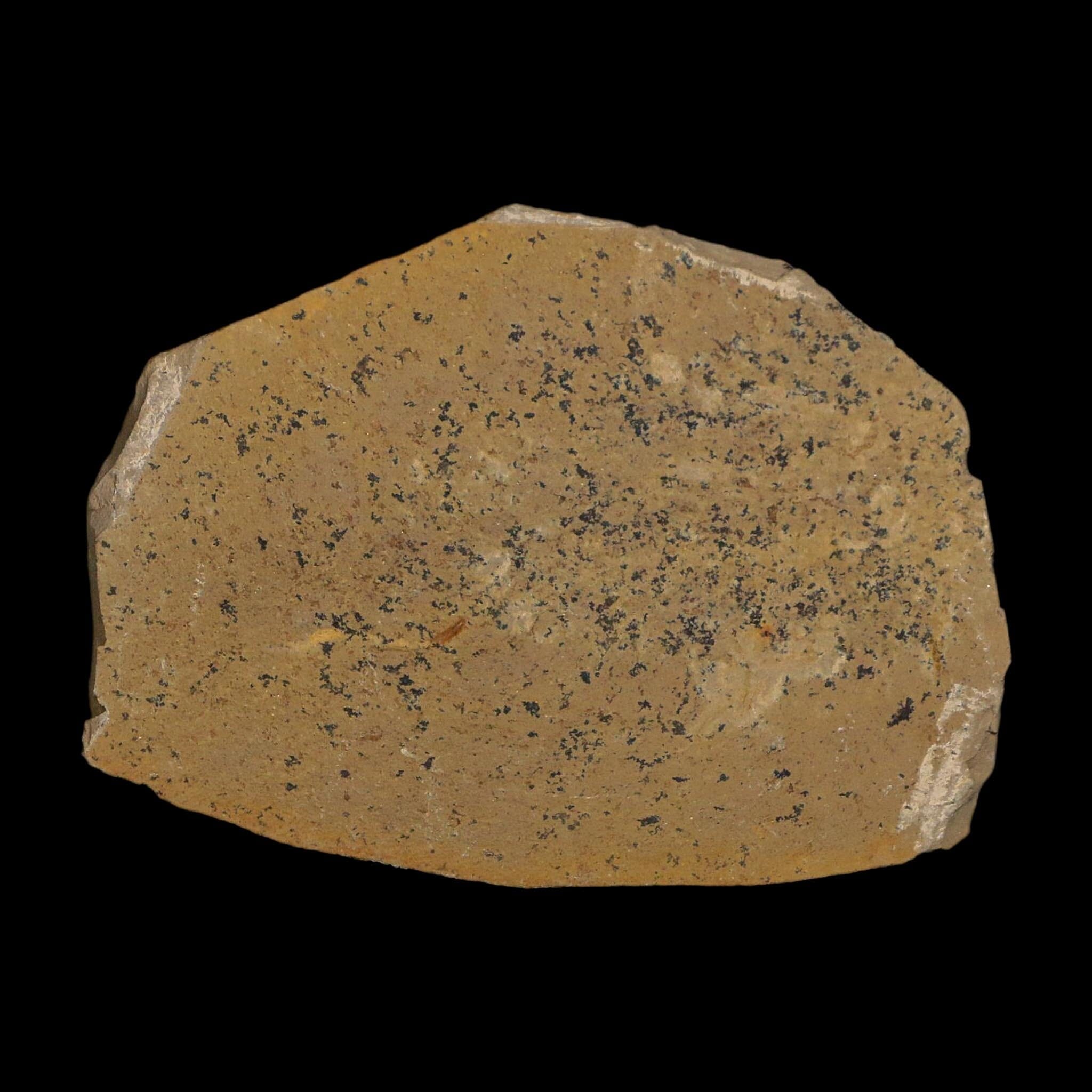 1.1" Detailed Fossil Plant Leafs Metasequoia Dawn Redwood Oligocene Age MT COA - Fossil Age Minerals