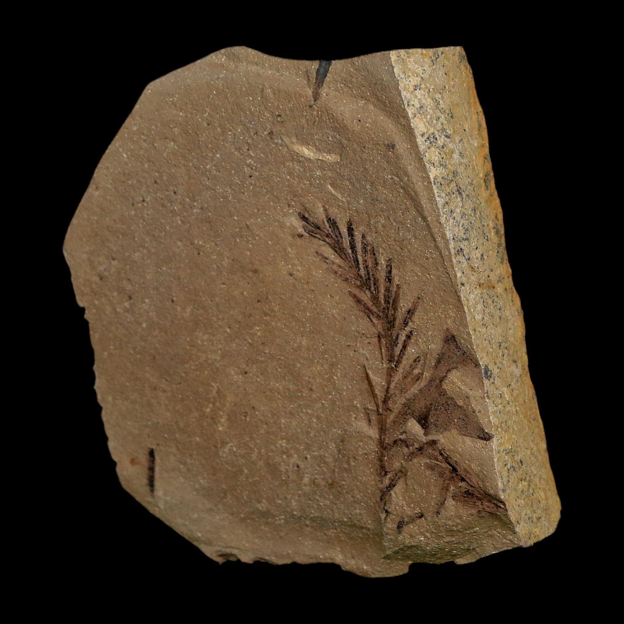 1.5" Detailed Fossil Plant Leafs Metasequoia Dawn Redwood Oligocene Age MT COA - Fossil Age Minerals
