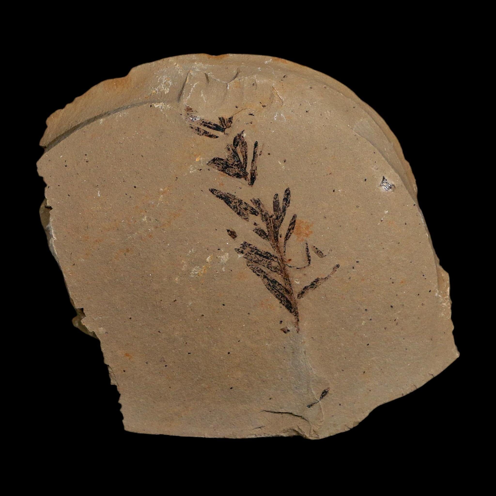 1.6" Detailed Fossil Plant Leafs Metasequoia Dawn Redwood Oligocene Age MT COA - Fossil Age Minerals