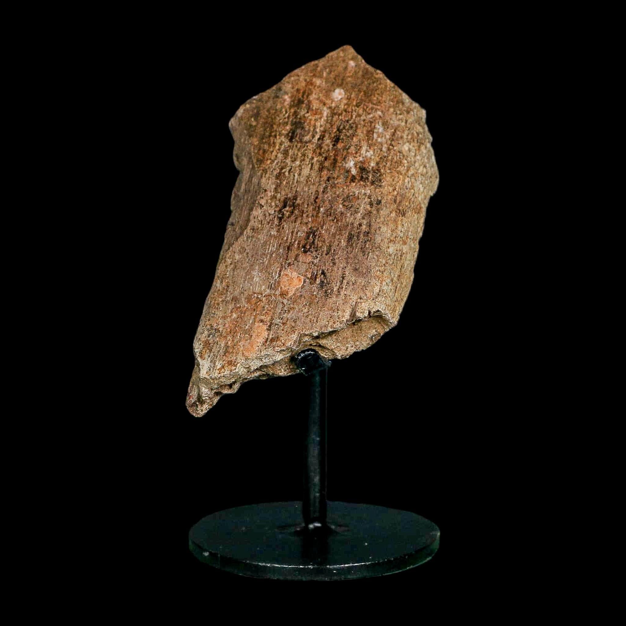 3.2" Edmontosaurus Fossil Rib Bone Hell Creek FM Cretaceous Dinosaur MT COA Stand - Fossil Age Minerals