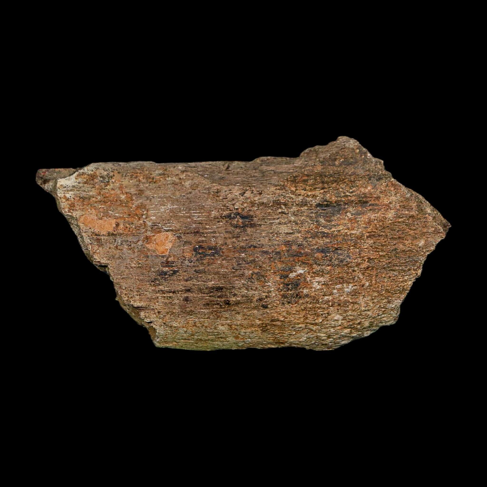 3.2" Edmontosaurus Fossil Rib Bone Hell Creek FM Cretaceous Dinosaur MT COA Stand - Fossil Age Minerals
