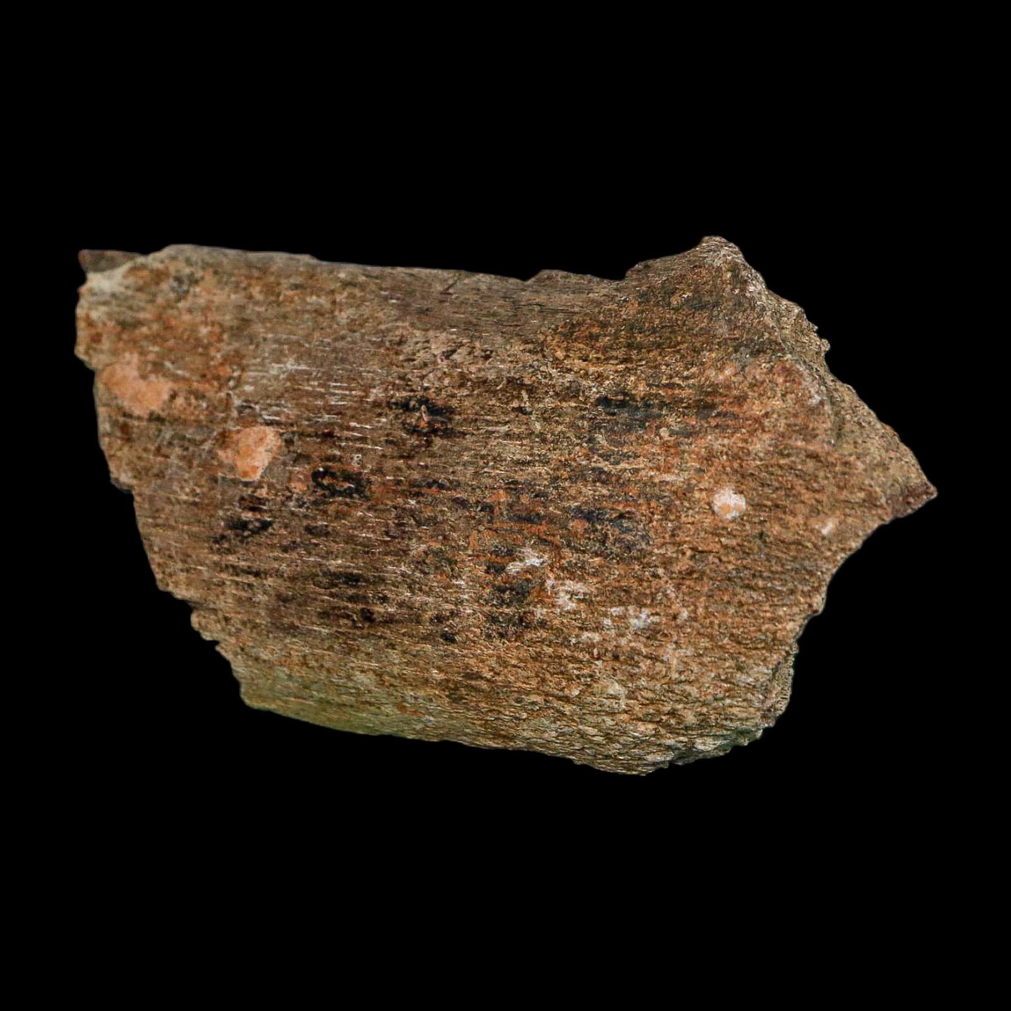 3.2" Edmontosaurus Fossil Rib Bone Hell Creek FM Cretaceous Dinosaur MT COA Stand - Fossil Age Minerals