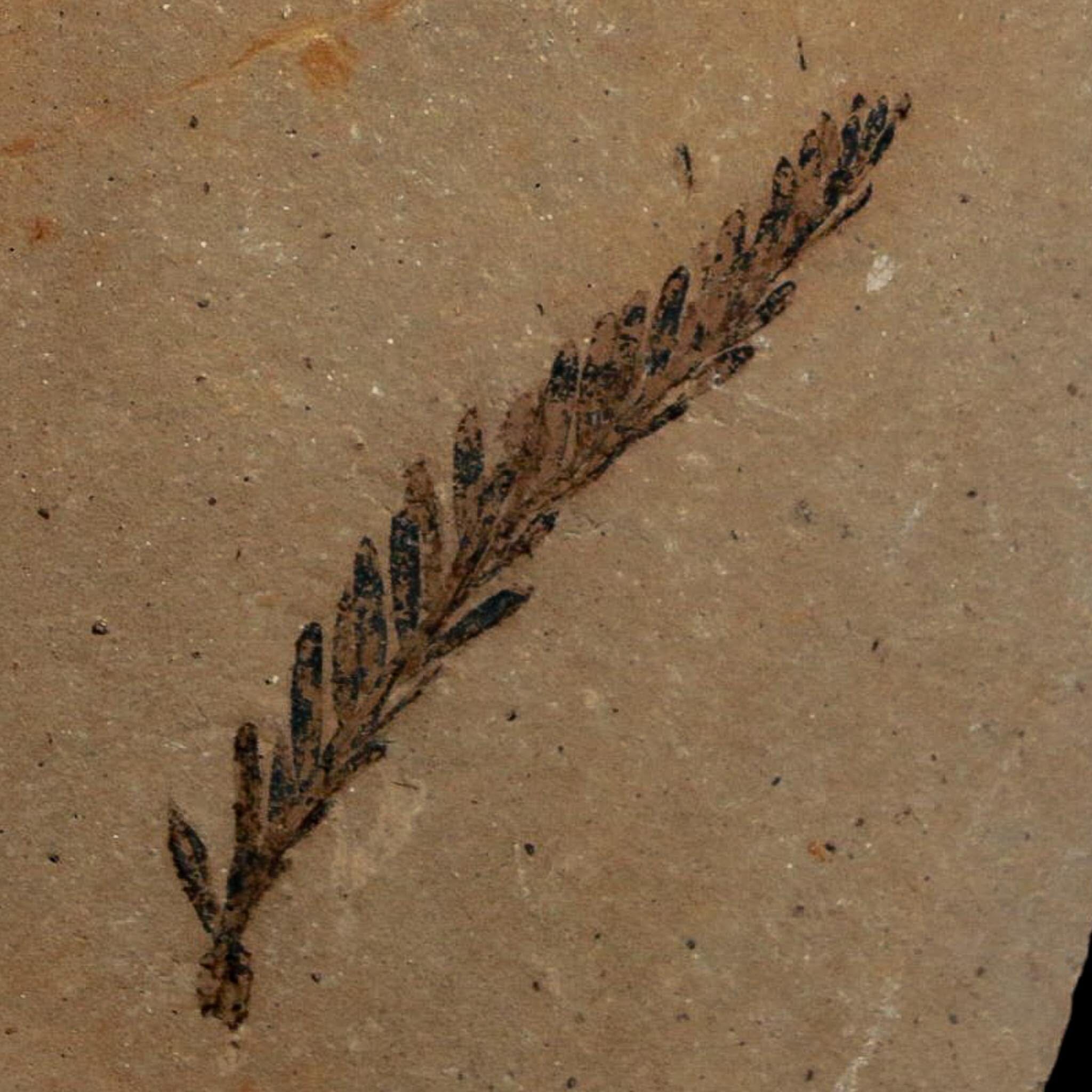 1.6" Detailed Fossil Plant Leafs Metasequoia Dawn Redwood Oligocene Age MT COA - Fossil Age Minerals