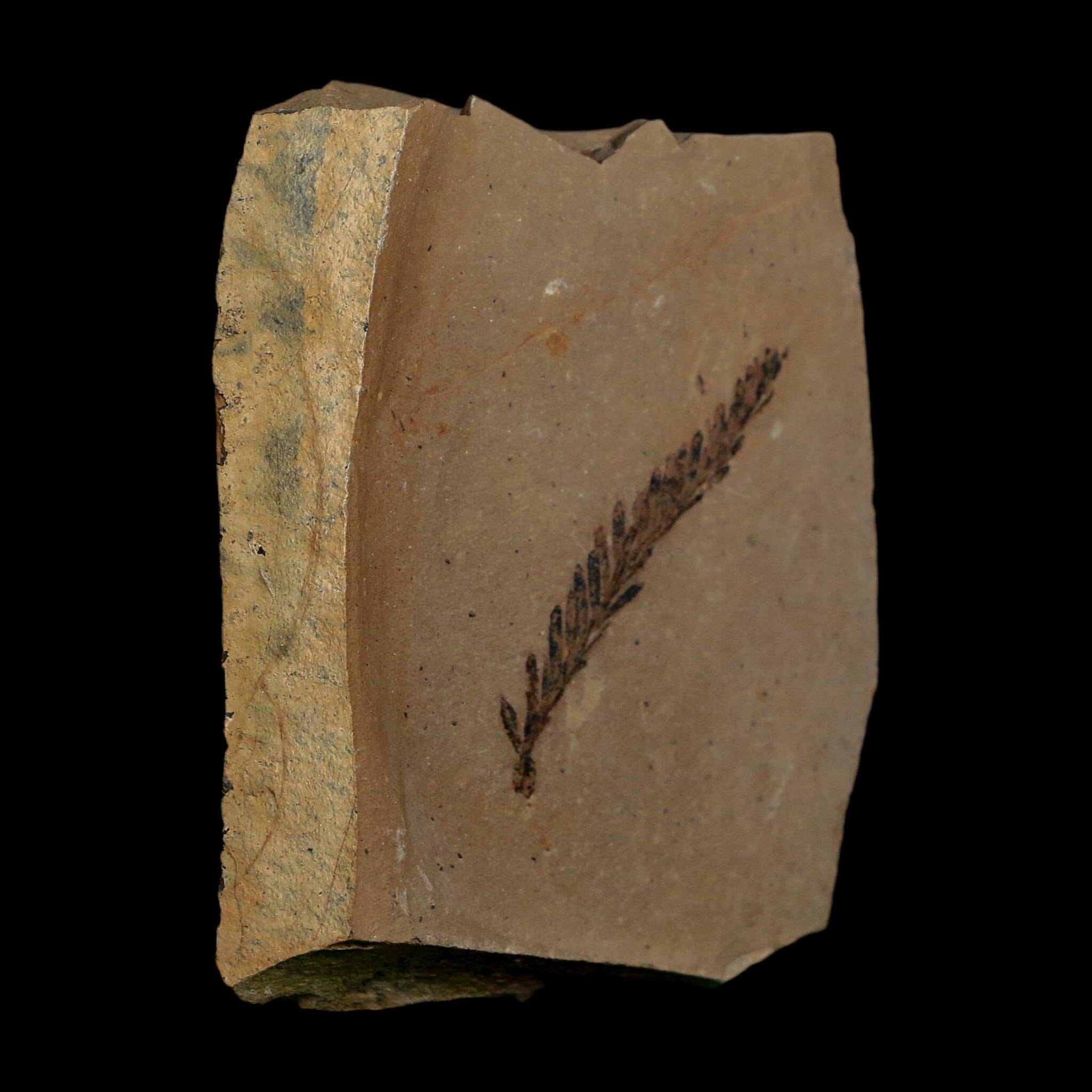 1.6" Detailed Fossil Plant Leafs Metasequoia Dawn Redwood Oligocene Age MT COA - Fossil Age Minerals