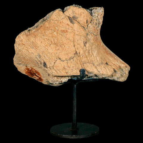 4.6" Triceratops Fossil Jaw Hinge Hell Creek FM Cretaceous Dinosaur MT COA Stand - Fossil Age Minerals