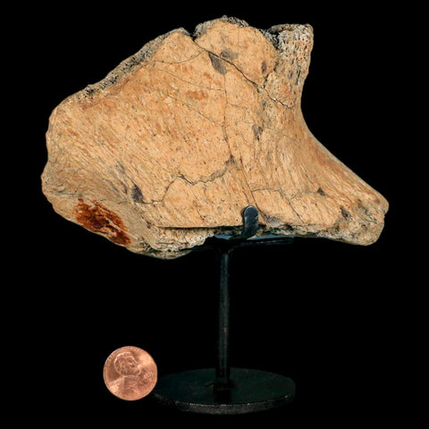 4.6" Triceratops Fossil Jaw Hinge Hell Creek FM Cretaceous Dinosaur MT COA Stand - Fossil Age Minerals