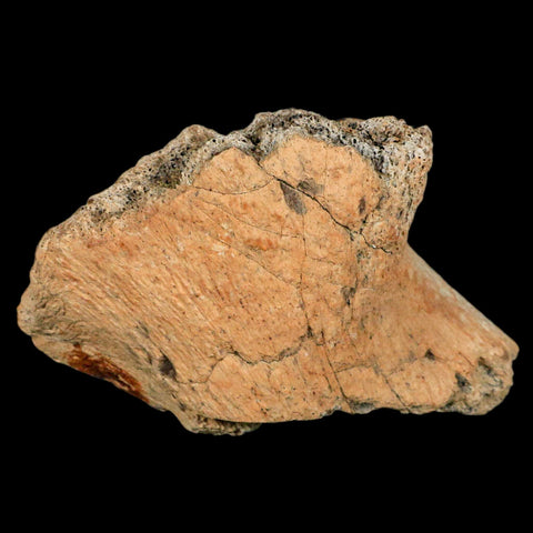 4.6" Triceratops Fossil Jaw Hinge Hell Creek FM Cretaceous Dinosaur MT COA Stand - Fossil Age Minerals