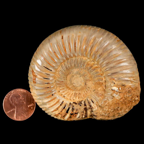 64MM Perisphinctes Ammonite Fossil Nautilus Madagascar Jurassic Age COA - Fossil Age Minerals