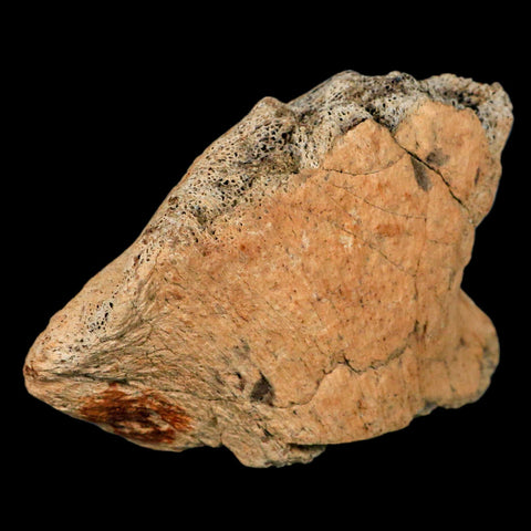 4.6" Triceratops Fossil Jaw Hinge Hell Creek FM Cretaceous Dinosaur MT COA Stand - Fossil Age Minerals