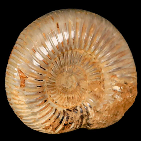 64MM Perisphinctes Ammonite Fossil Nautilus Madagascar Jurassic Age COA - Fossil Age Minerals