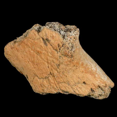 4.6" Triceratops Fossil Jaw Hinge Hell Creek FM Cretaceous Dinosaur MT COA Stand - Fossil Age Minerals