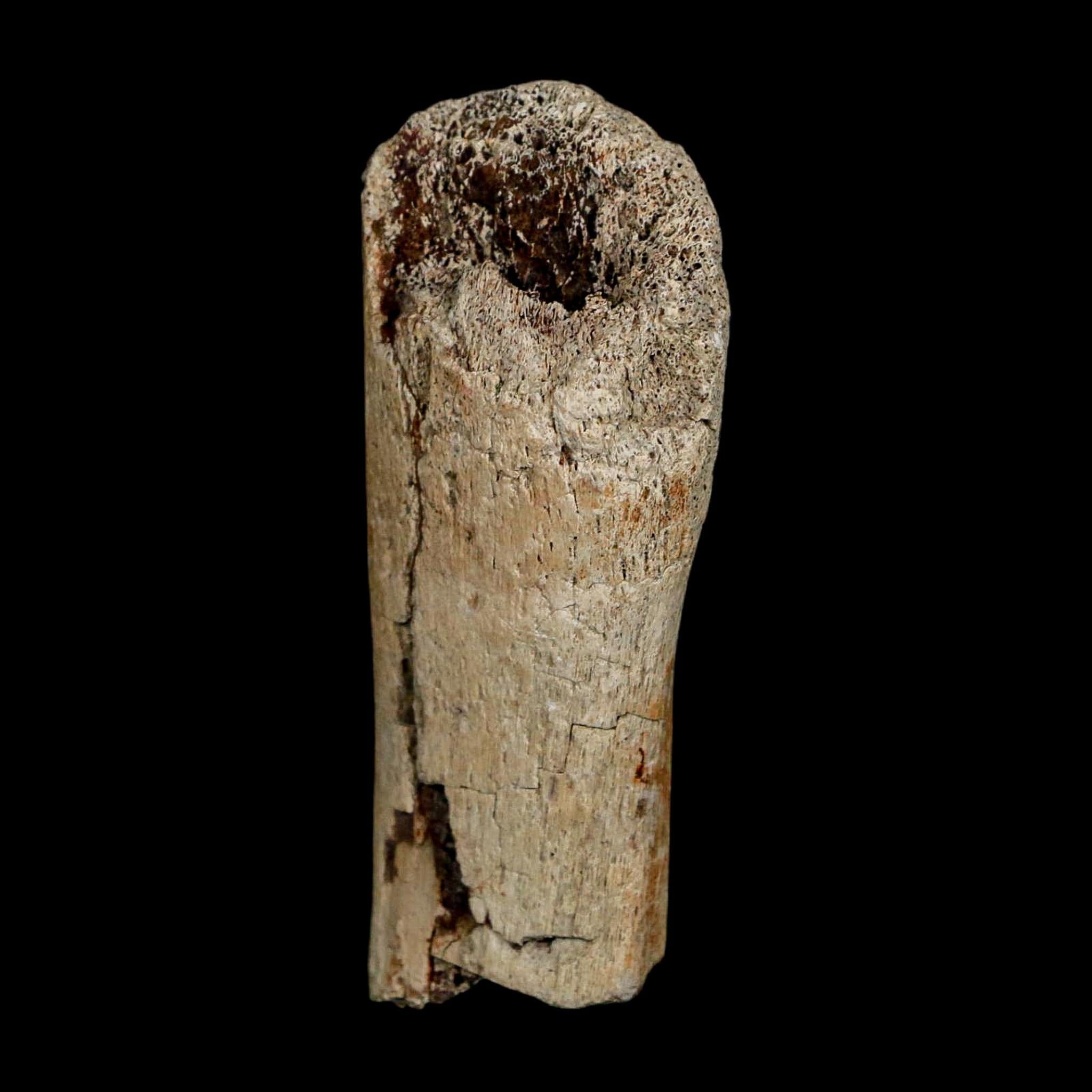 2.7" Edmontosaurus Fossil Rib Bone Hell Creek FM Cretaceous Dinosaur MT COA Stand - Fossil Age Minerals