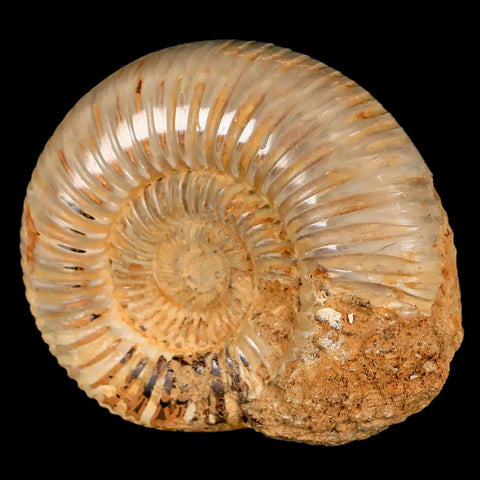 64MM Perisphinctes Ammonite Fossil Nautilus Madagascar Jurassic Age COA - Fossil Age Minerals