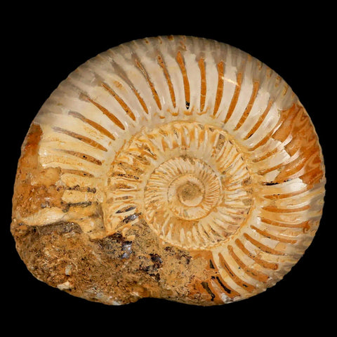 64MM Perisphinctes Ammonite Fossil Nautilus Madagascar Jurassic Age COA - Fossil Age Minerals