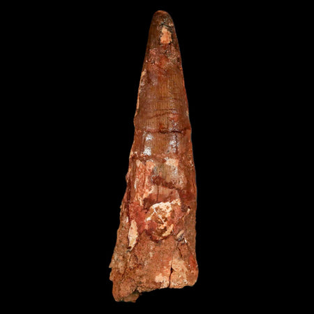 XL 3.9" Spinosaurus Fossil Tooth 100 Million Years Old Cretaceous Dinosaur COA