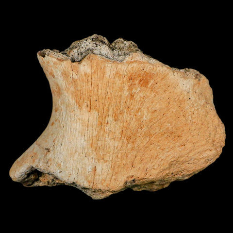 4.6" Triceratops Fossil Jaw Hinge Hell Creek FM Cretaceous Dinosaur MT COA Stand - Fossil Age Minerals