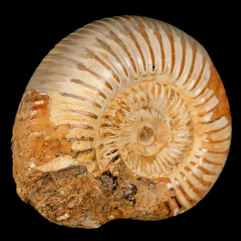 64MM Perisphinctes Ammonite Fossil Nautilus Madagascar Jurassic Age COA - Fossil Age Minerals
