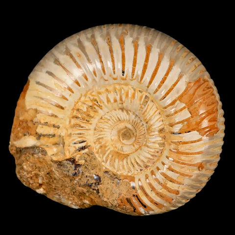 64MM Perisphinctes Ammonite Fossil Nautilus Madagascar Jurassic Age COA - Fossil Age Minerals