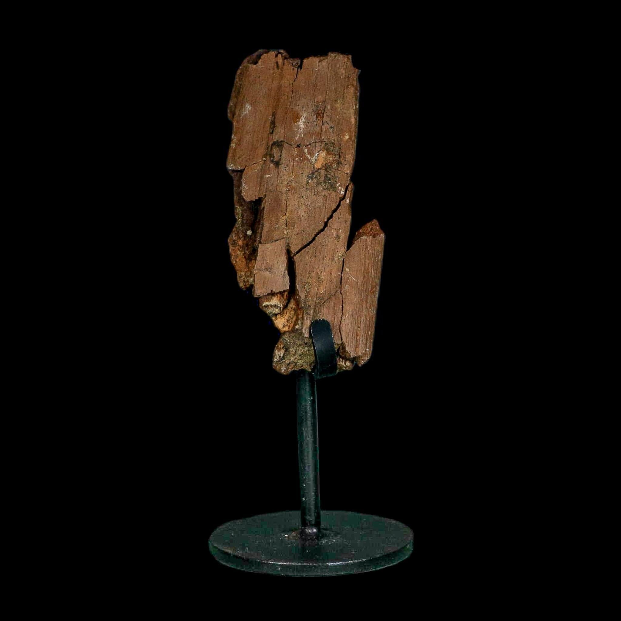 3.3" Edmontosaurus Fossil Rib Bone Hell Creek FM Cretaceous Dinosaur MT COA Stand - Fossil Age Minerals