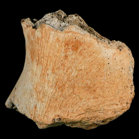 4.6" Triceratops Fossil Jaw Hinge Hell Creek FM Cretaceous Dinosaur MT COA Stand - Fossil Age Minerals