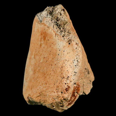 4.6" Triceratops Fossil Jaw Hinge Hell Creek FM Cretaceous Dinosaur MT COA Stand - Fossil Age Minerals