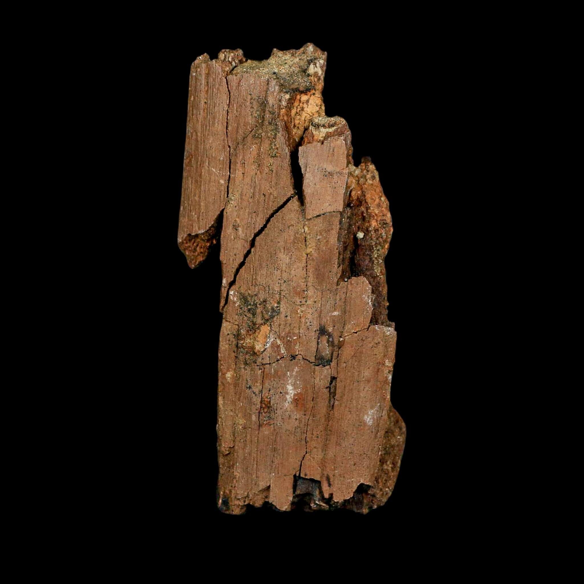 3.3" Edmontosaurus Fossil Rib Bone Hell Creek FM Cretaceous Dinosaur MT COA Stand - Fossil Age Minerals