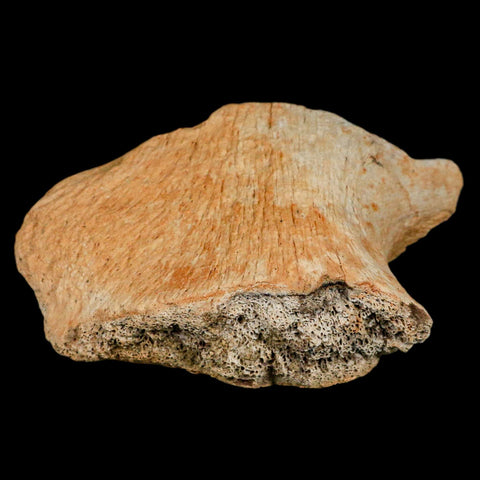 4.6" Triceratops Fossil Jaw Hinge Hell Creek FM Cretaceous Dinosaur MT COA Stand - Fossil Age Minerals