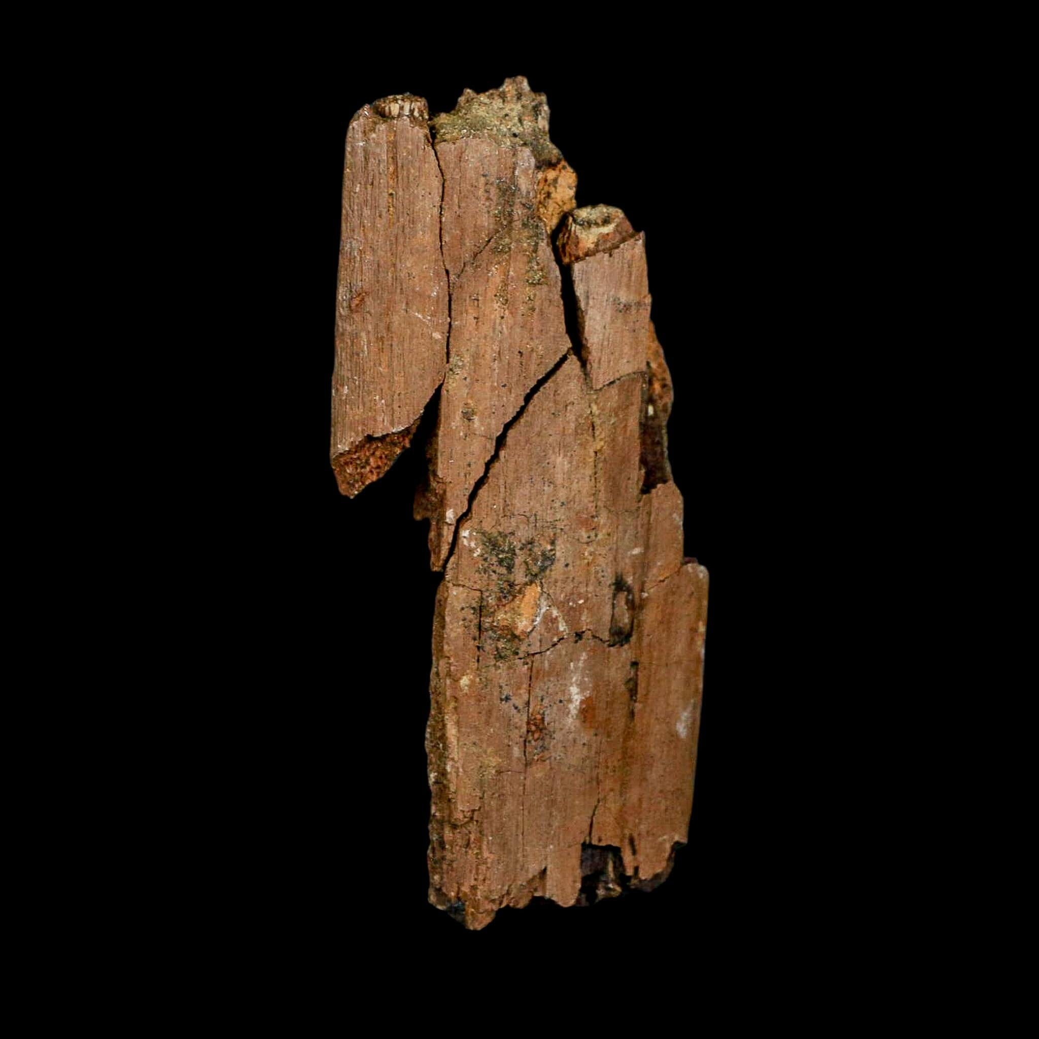 3.3" Edmontosaurus Fossil Rib Bone Hell Creek FM Cretaceous Dinosaur MT COA Stand - Fossil Age Minerals