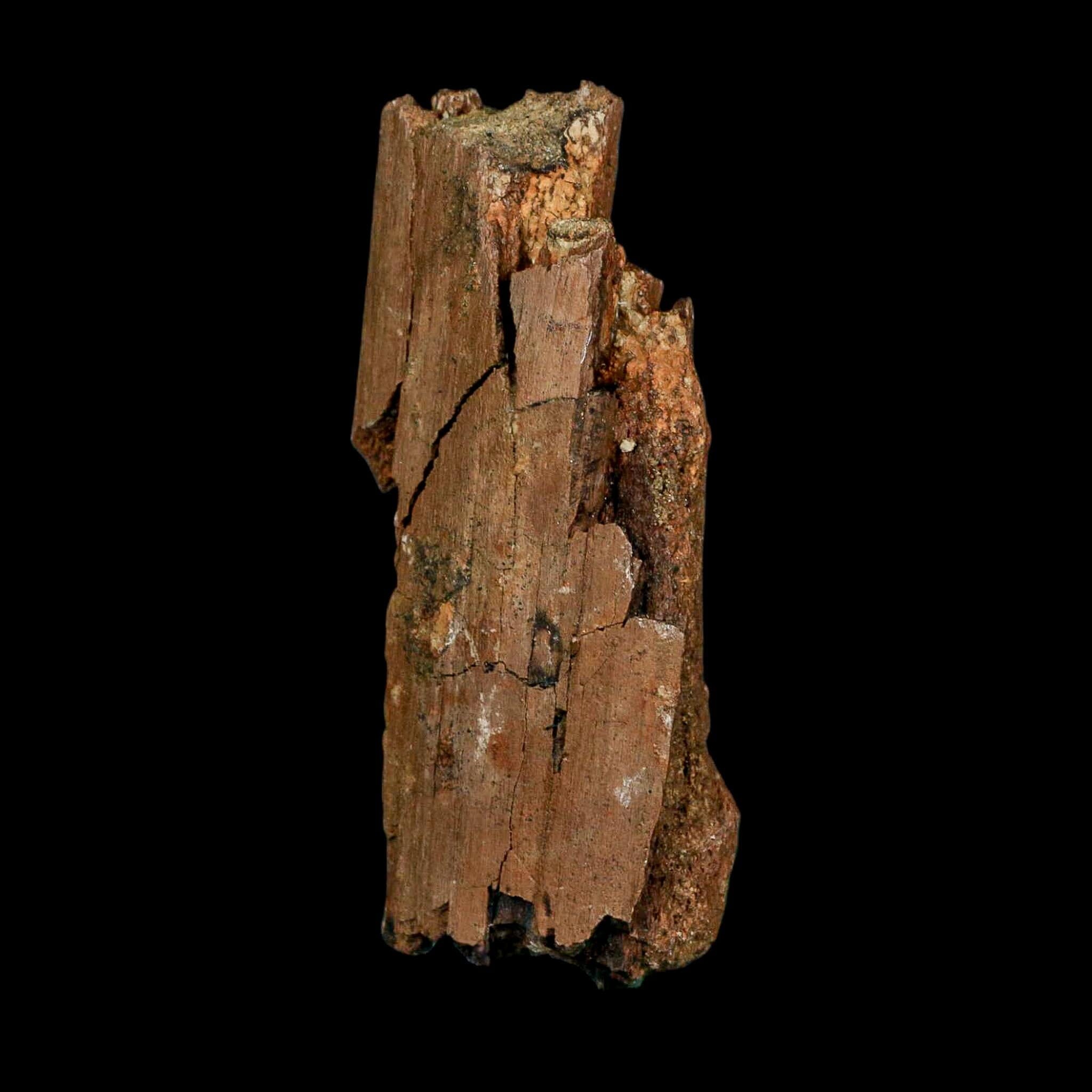 3.3" Edmontosaurus Fossil Rib Bone Hell Creek FM Cretaceous Dinosaur MT COA Stand - Fossil Age Minerals