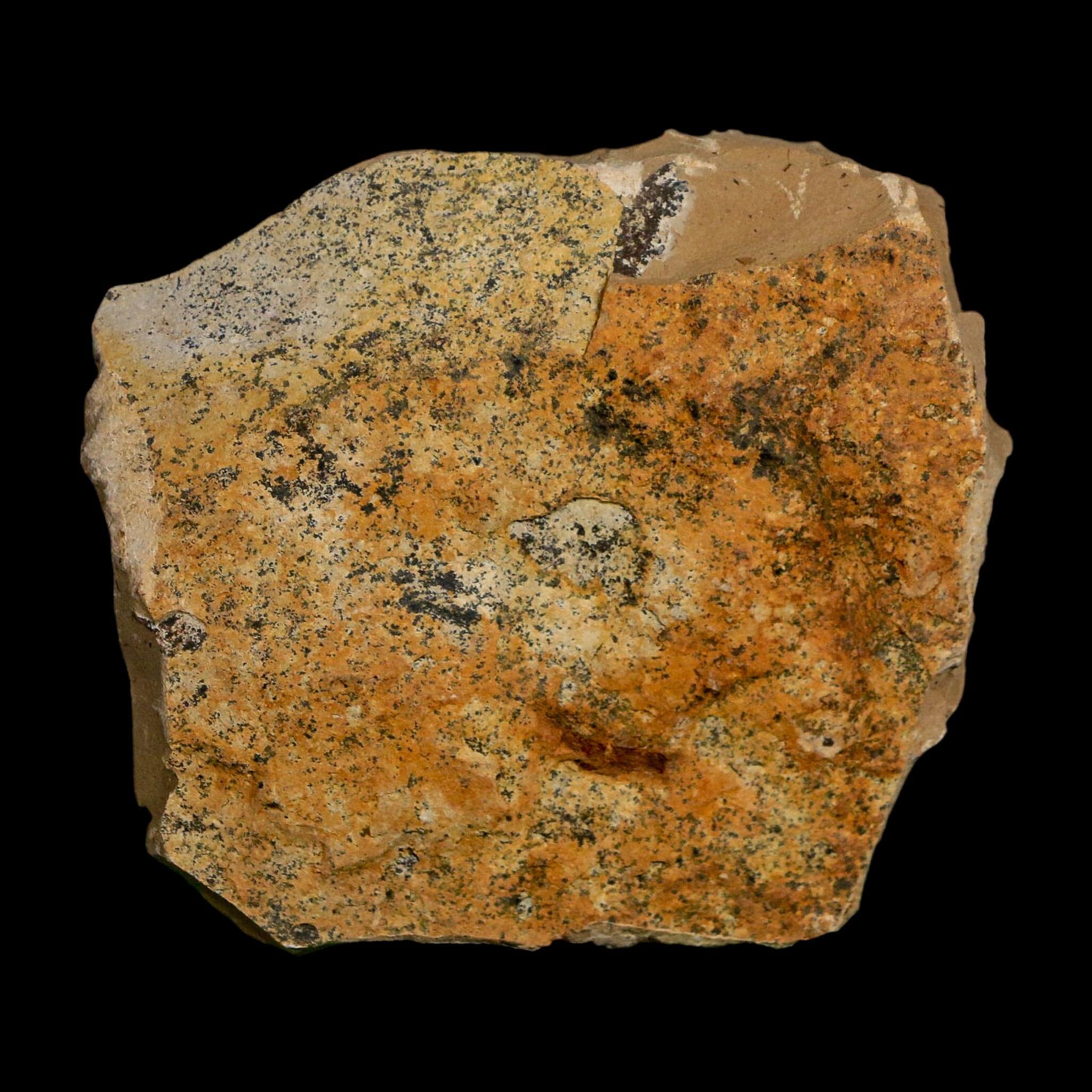1.8" Detailed Fossil Plant Leafs Metasequoia Dawn Redwood Oligocene Age MT COA - Fossil Age Minerals
