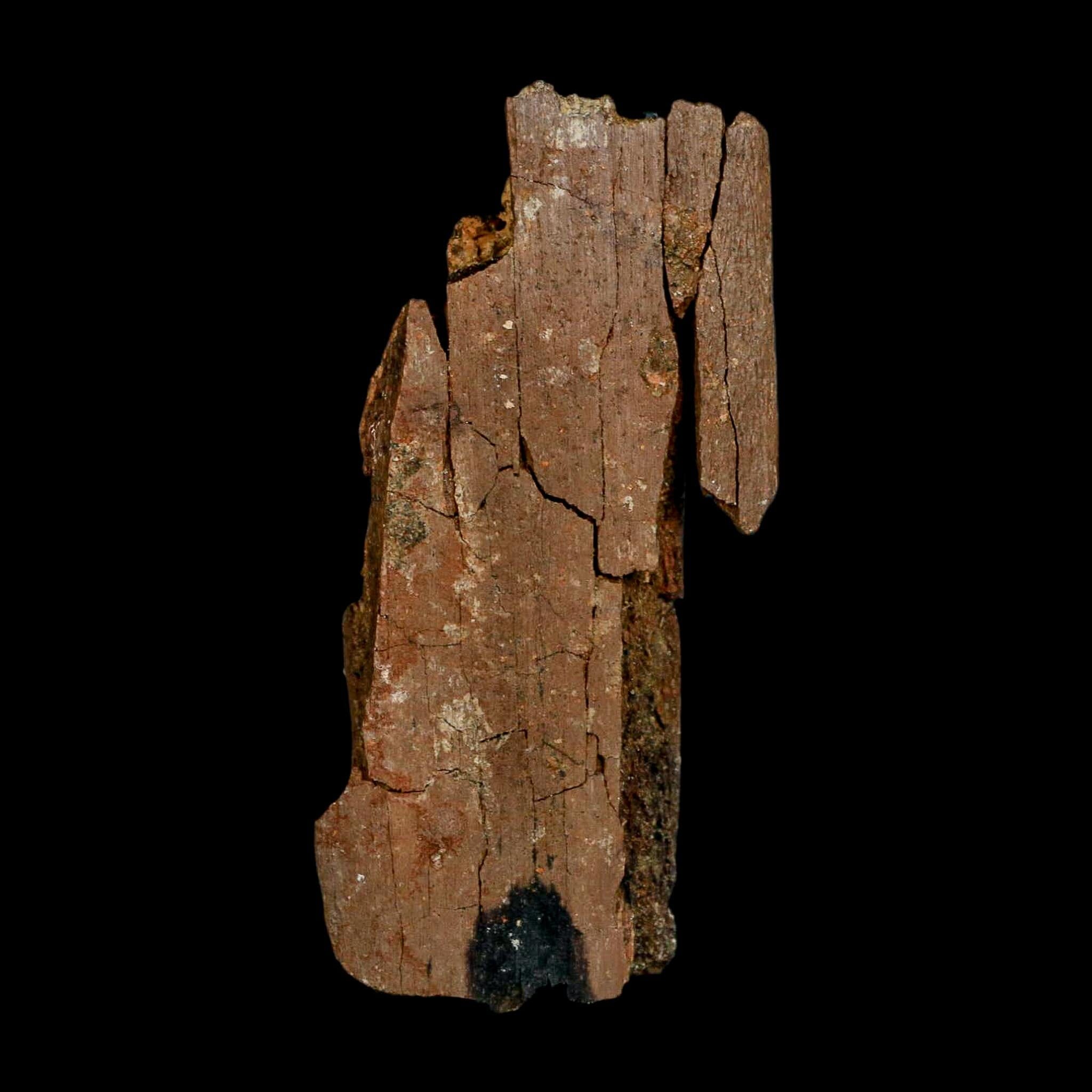 3.3" Edmontosaurus Fossil Rib Bone Hell Creek FM Cretaceous Dinosaur MT COA Stand - Fossil Age Minerals