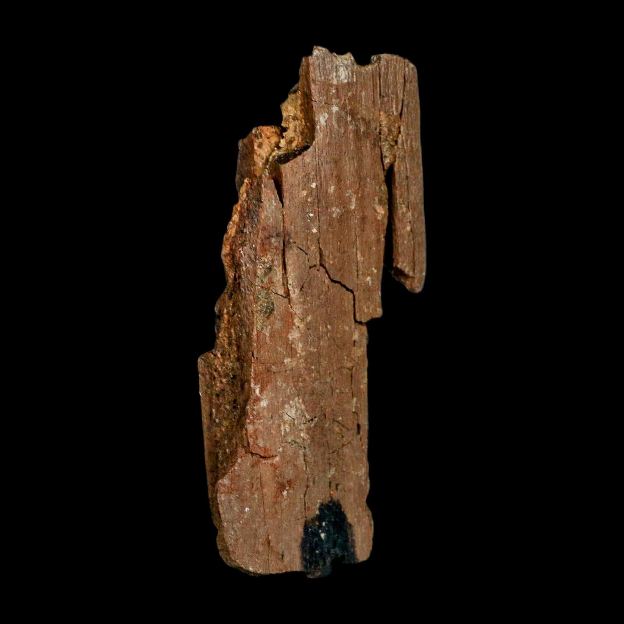 3.3" Edmontosaurus Fossil Rib Bone Hell Creek FM Cretaceous Dinosaur MT COA Stand - Fossil Age Minerals