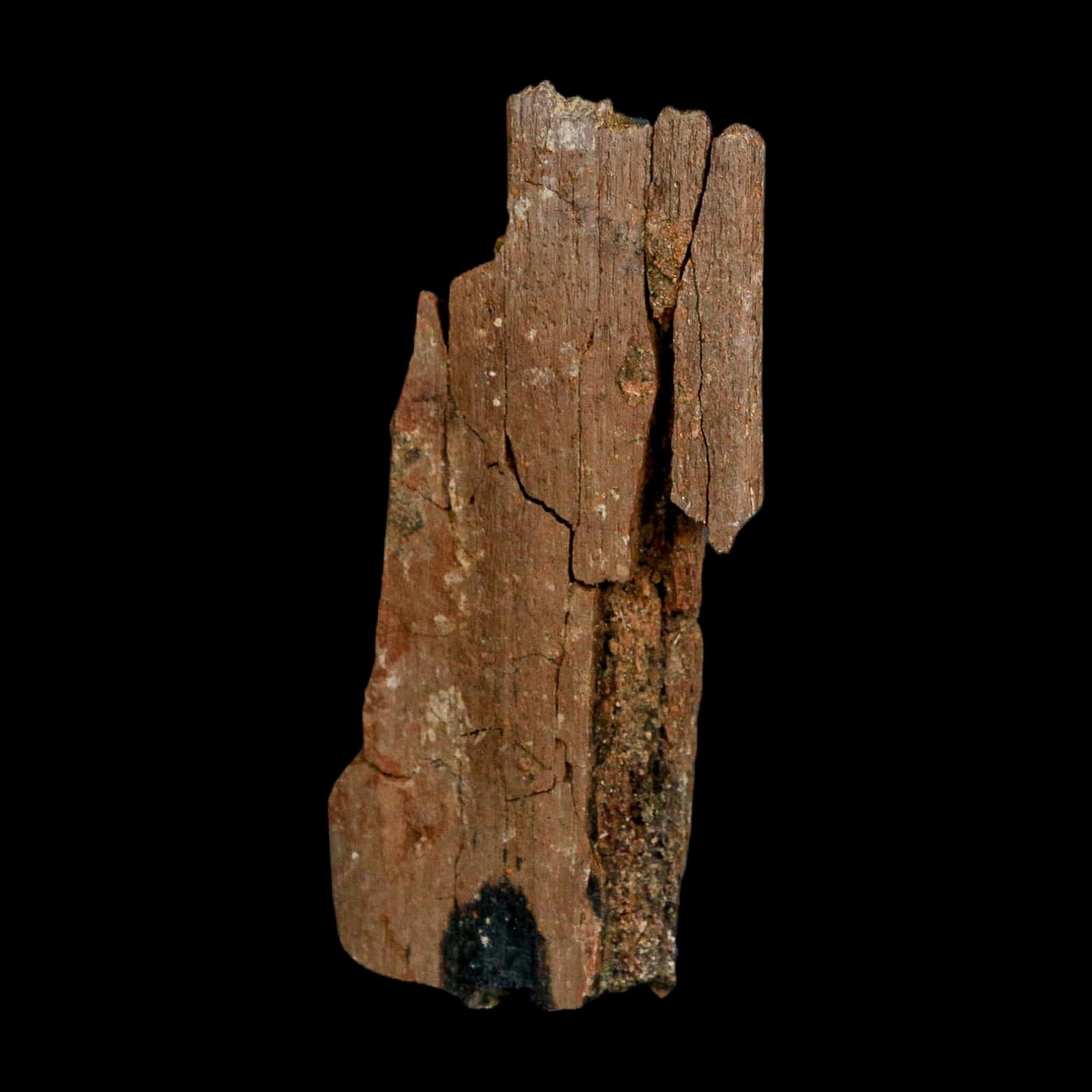 3.3" Edmontosaurus Fossil Rib Bone Hell Creek FM Cretaceous Dinosaur MT COA Stand - Fossil Age Minerals